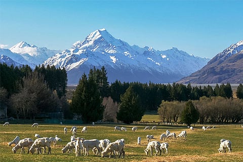 newzeland