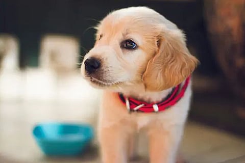 pet dog