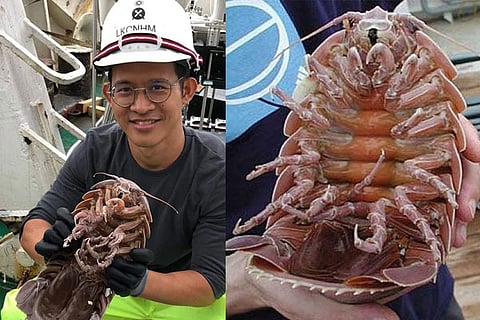 raksasa cockroach