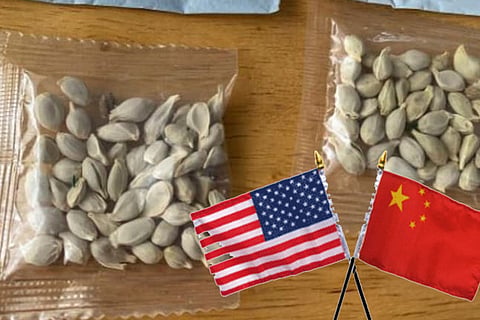 seeds