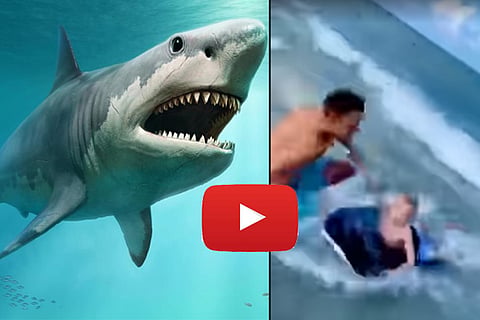 shark