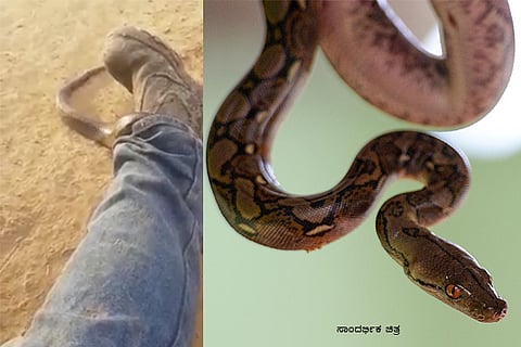 snake