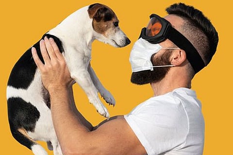 sniffing dogs