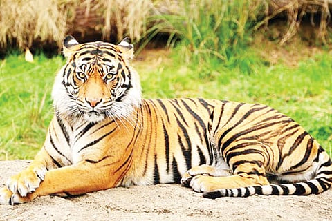 tiger