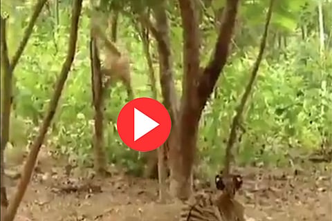 tiger-gibban-vedio