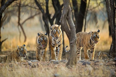 tiger