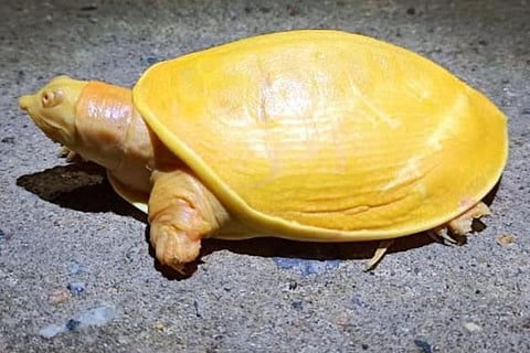 yellow turtle