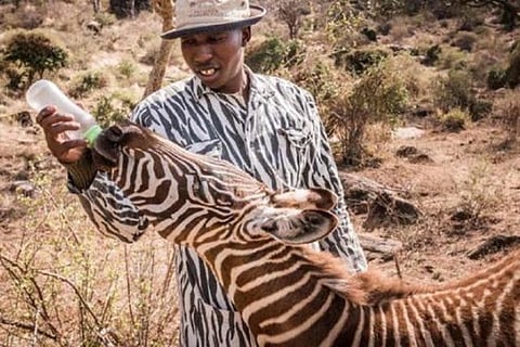 zebra
