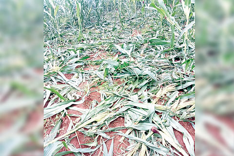 010820 Kotturu Wild Pig Attack on Maize Land