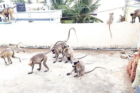 130820 Yalaburga Monkey Arresment