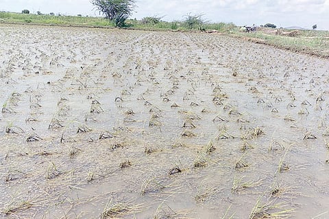 25082020 Devadurga Crop Loss