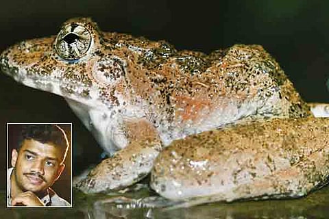 27sirsi1- kalinga frog from Western ghats