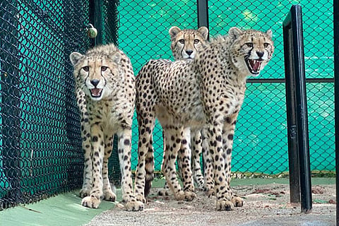 African Cheetah