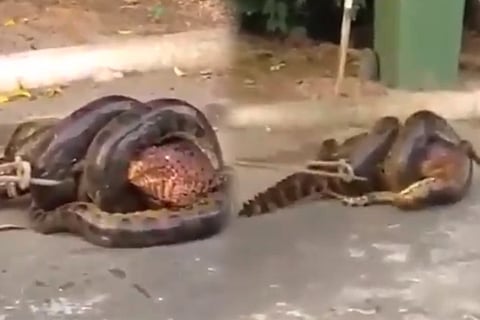 Alligator