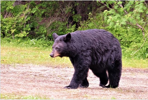 Bear