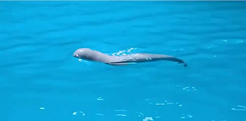 Beluga whale