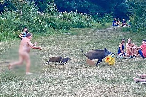 Boar
