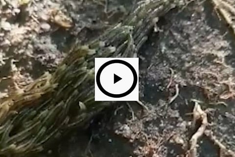 Bugs