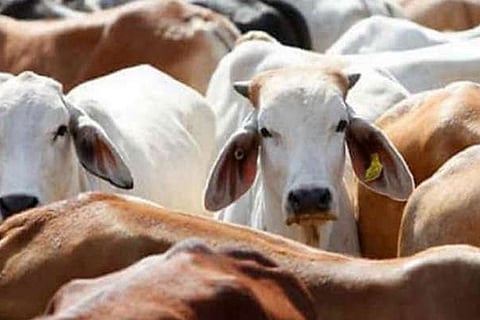 Cow Died