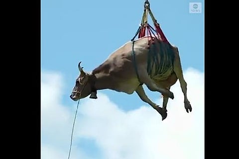 Cow
