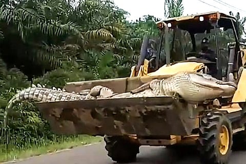 Crocodile