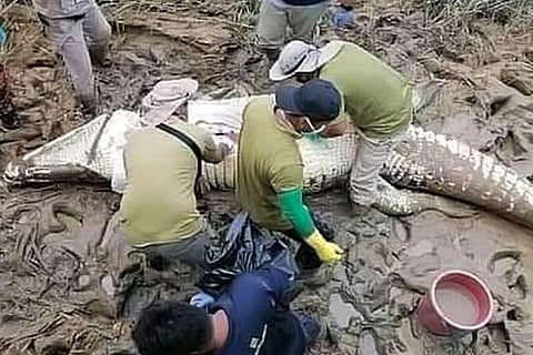 Crocodile