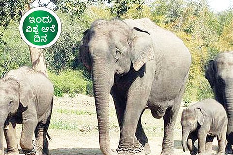 Elephant Day