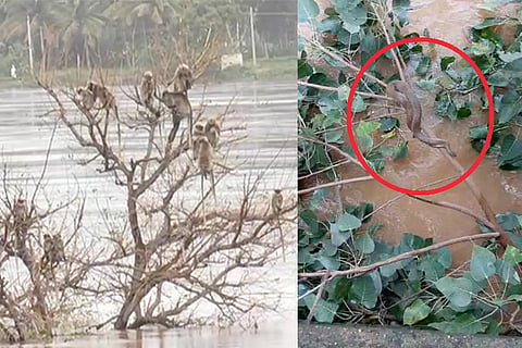 Flood -