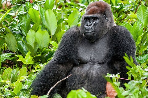 Gorilla