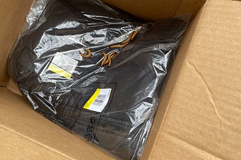 Online Shoping