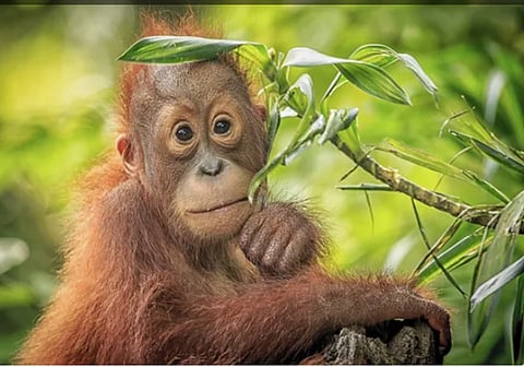 Oranguton