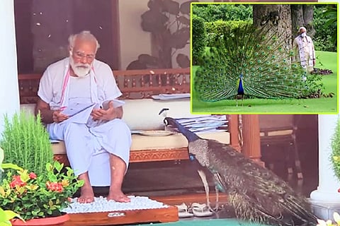 PMModi- Peacock 1