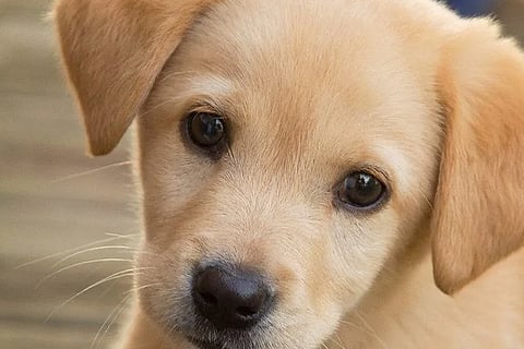 Puppy