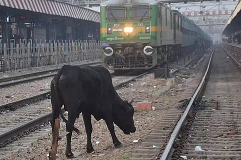 Rail