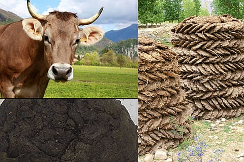 cowdung