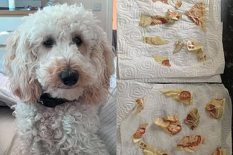 dog