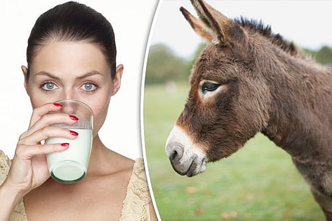 donkey milk