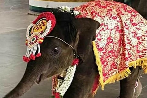 elephant