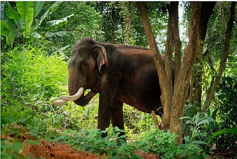elephant