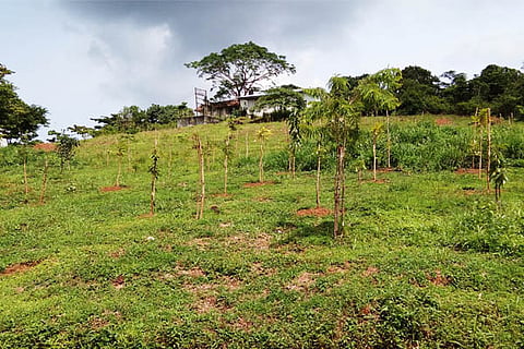 hasiru
