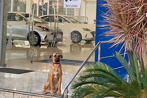 hyundai dog