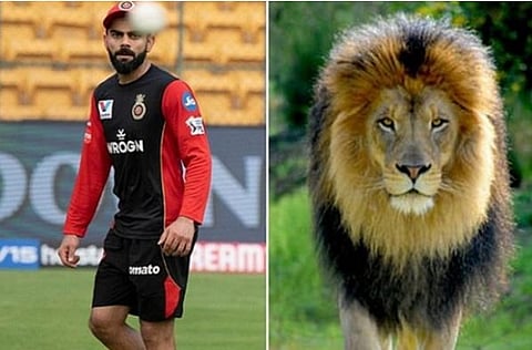 kohli and lion for web