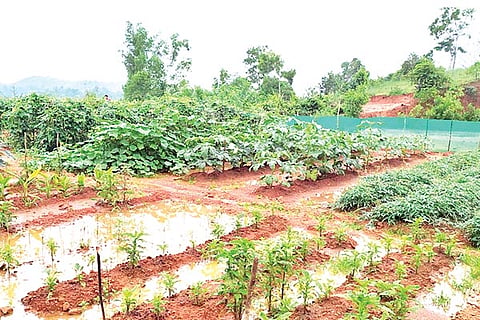 krishi new