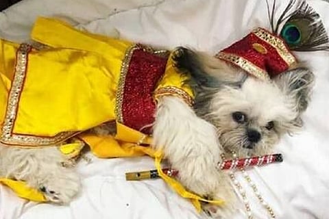 krishna-dog