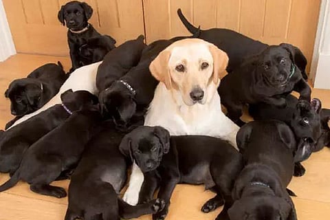 labrador