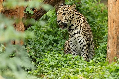 leopard attack