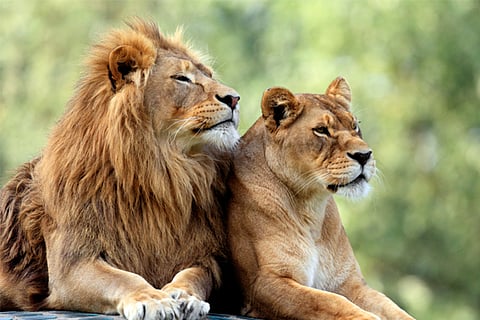 lion pride