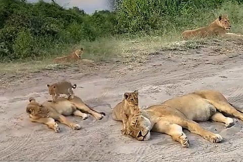 lion
