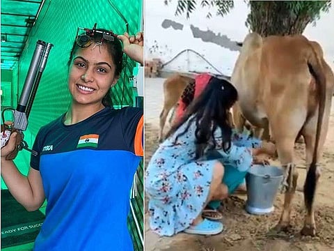 manu cow