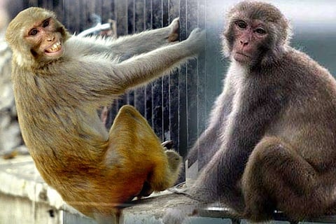 monkey